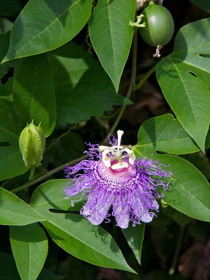 Purple Passion Flower