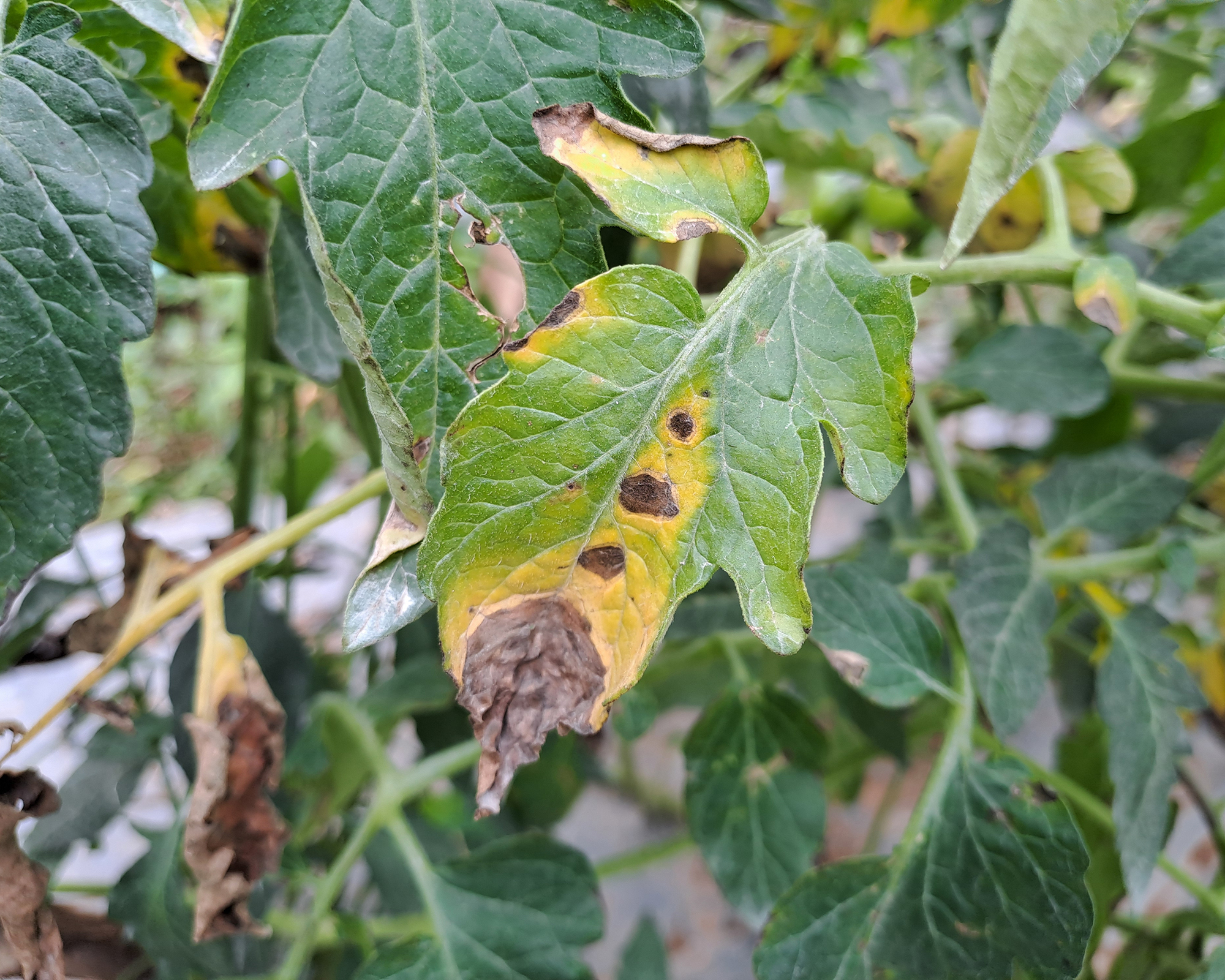 Early blight Alternaria disease on tomato leaves