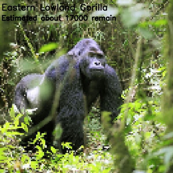 Pixelated images of endanger species