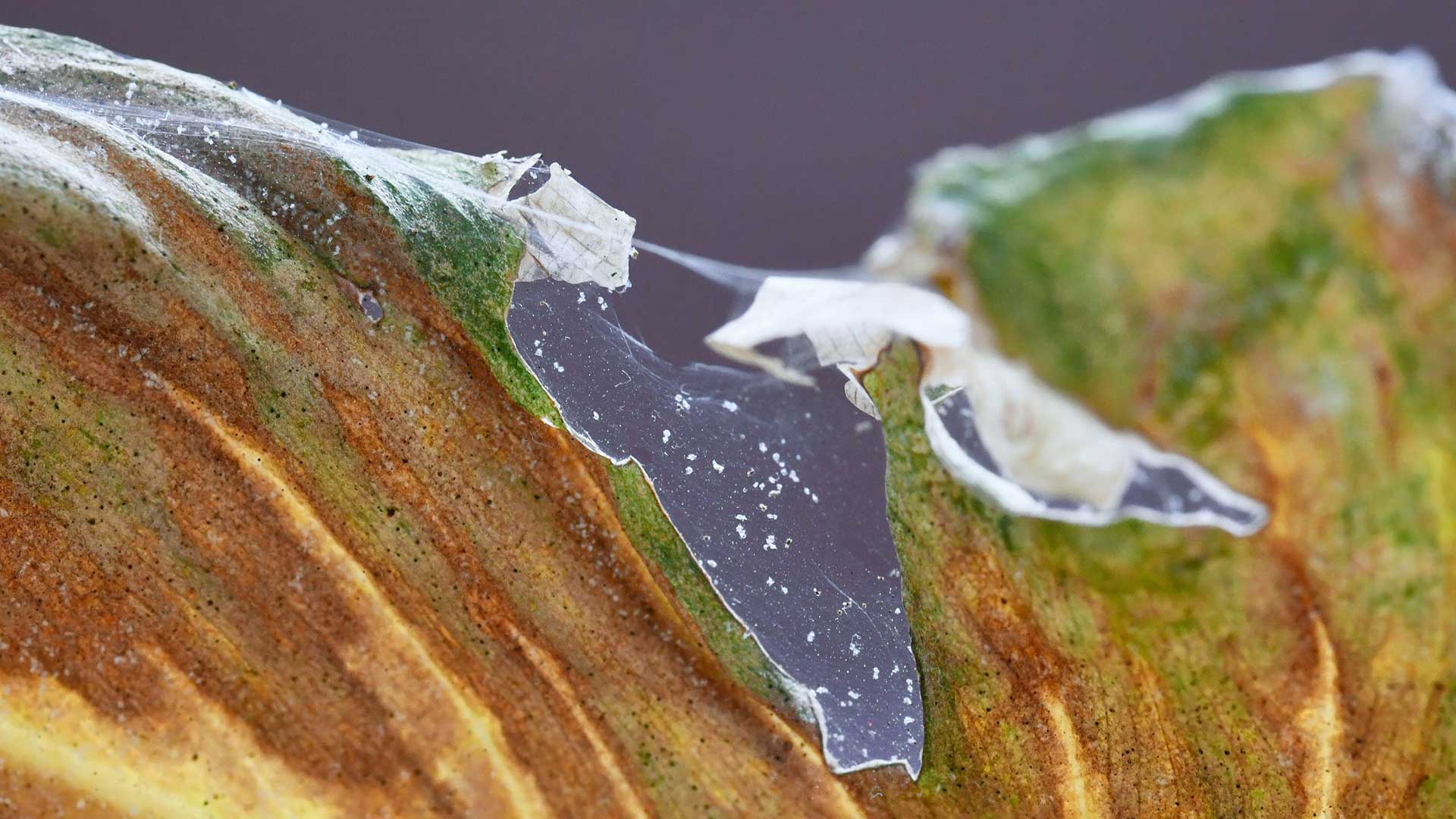 spider mites on plant