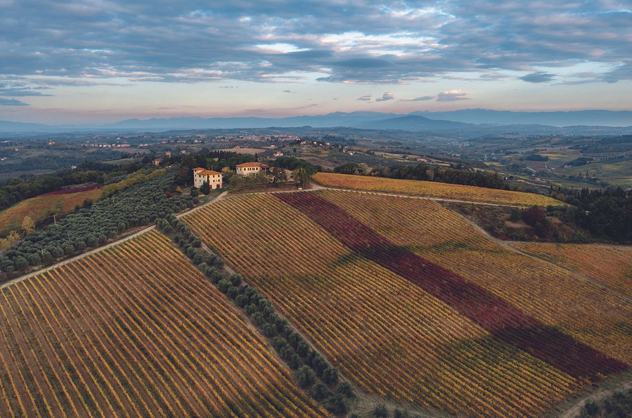vineyard scenery