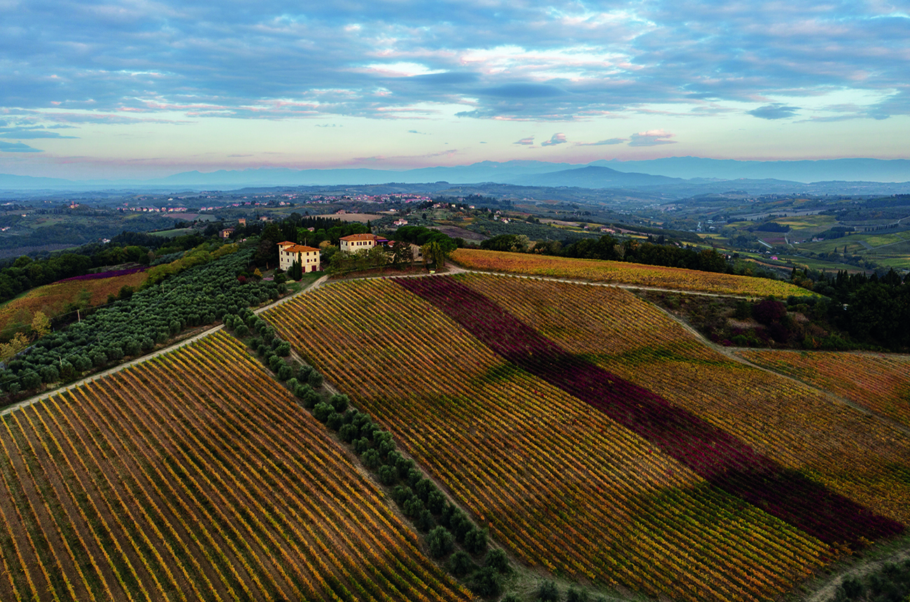 vineyard scenery