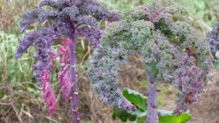 how to grow winter brassicas: large kale variety Scarlet has plenty of room to grow