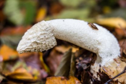 Common stinkhorn (Phallus impudicus) has a truly uncommon smell... as well as its, er, unusual shape.