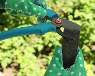 A person wearing green garden gloves with white spotted motif to sharpen garden shears with whetstone