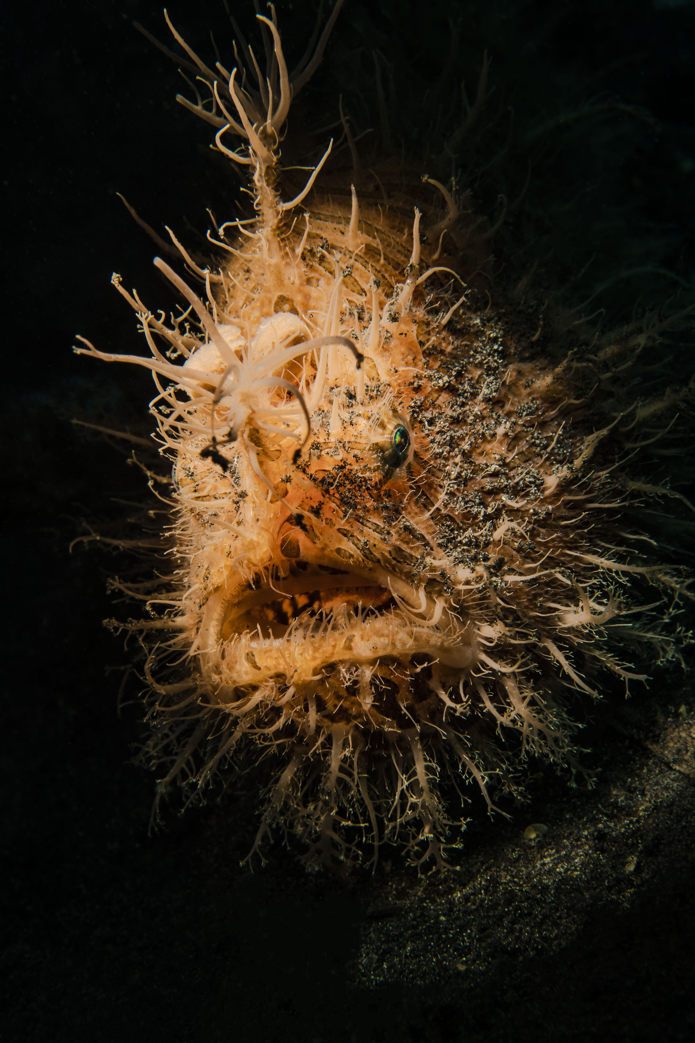 Hairy frogfish