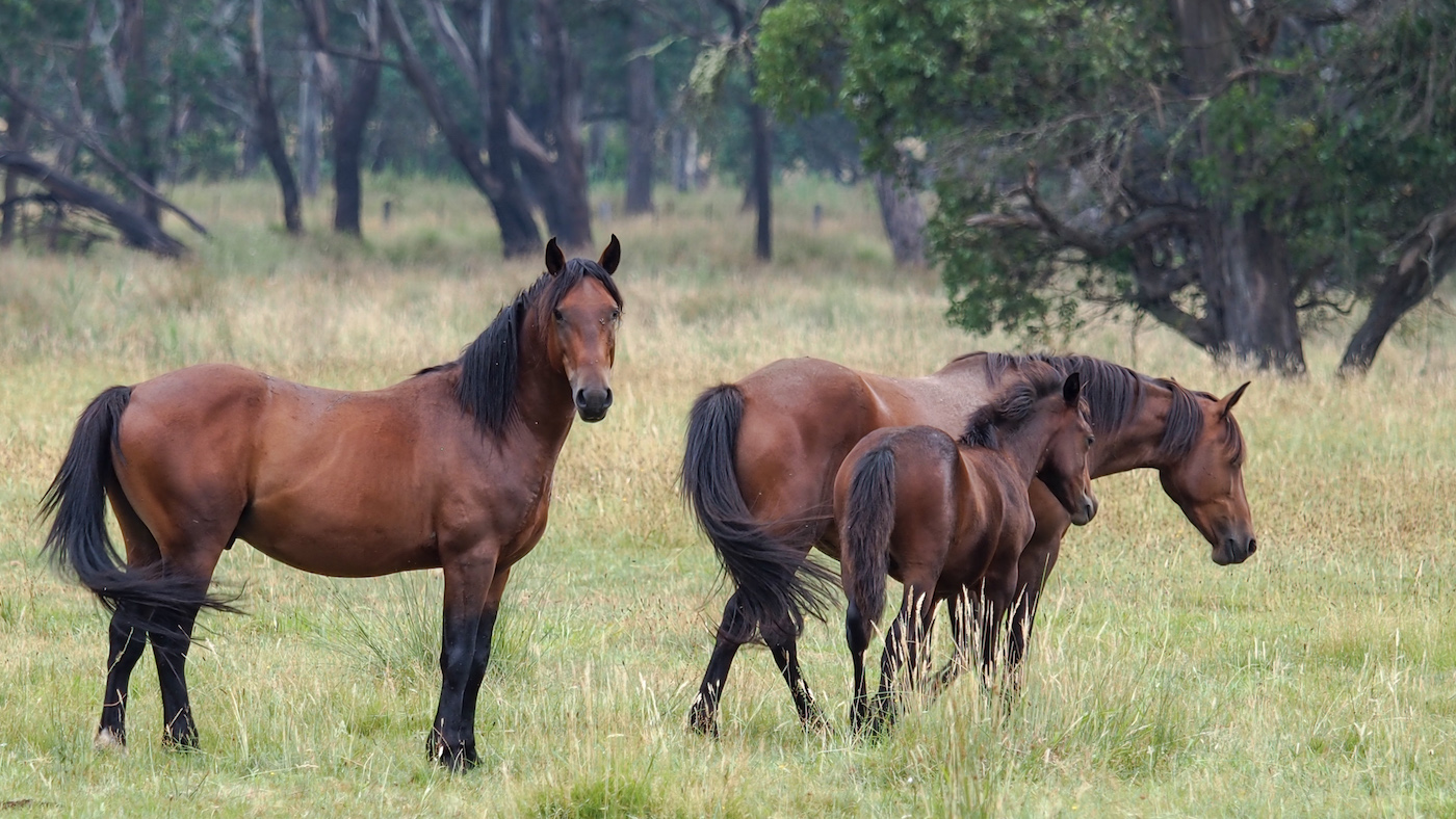 Brumby2.jpg