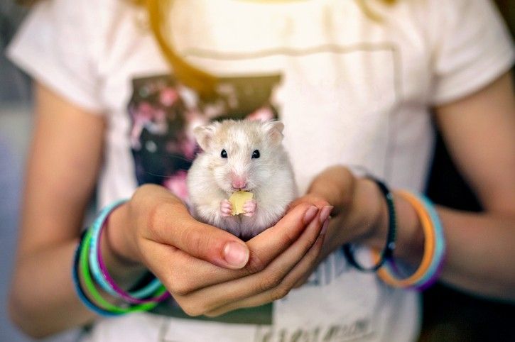 What can hamsters eat? A vet’s guide to good nutrition | PetsRadar