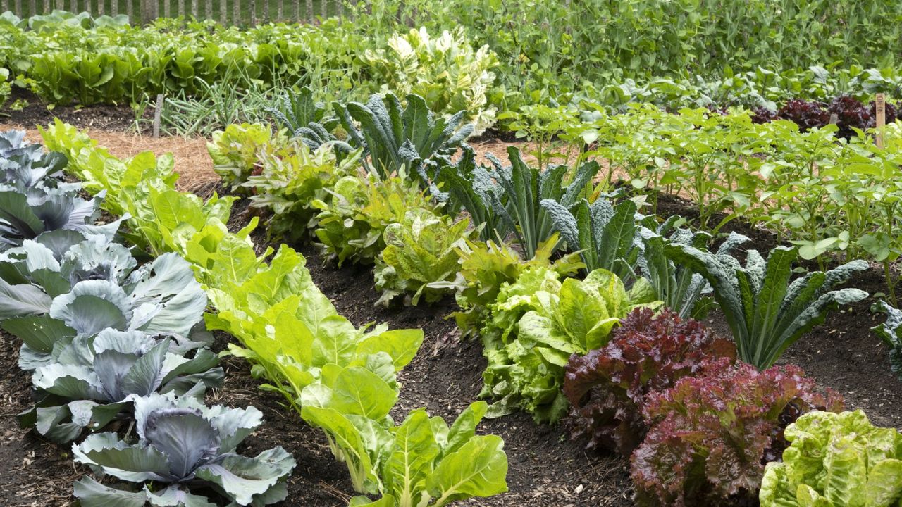 Leafy greens growing in a vegetable garden