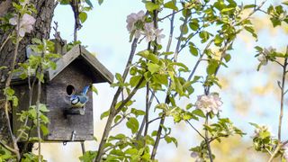 blue tit in bird box in blossoming tree