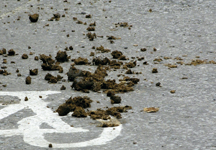 muck-hr.jpg