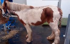 Winthorpe-pony-1.jpg