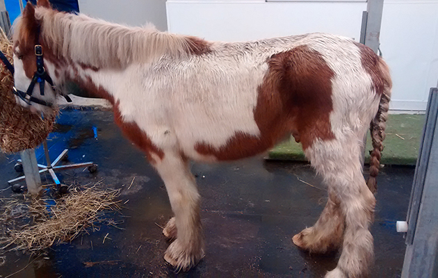 Winthorpe-pony-1.jpg