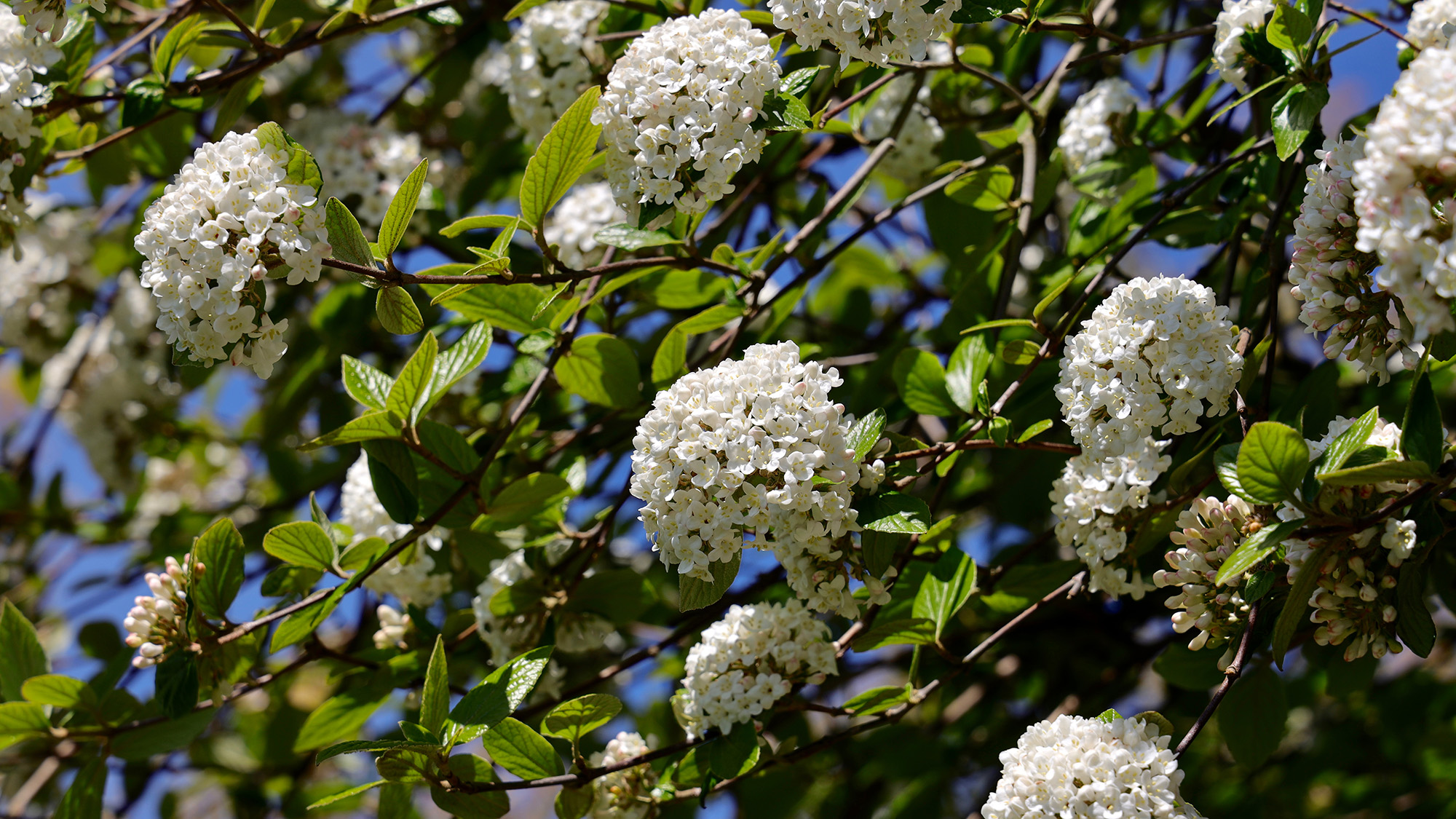 Viburnum Arrowwood