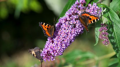 Butterflies on buddleja flowers in garden