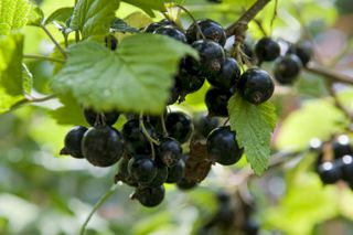 growing fruit in pots: blackcurrants