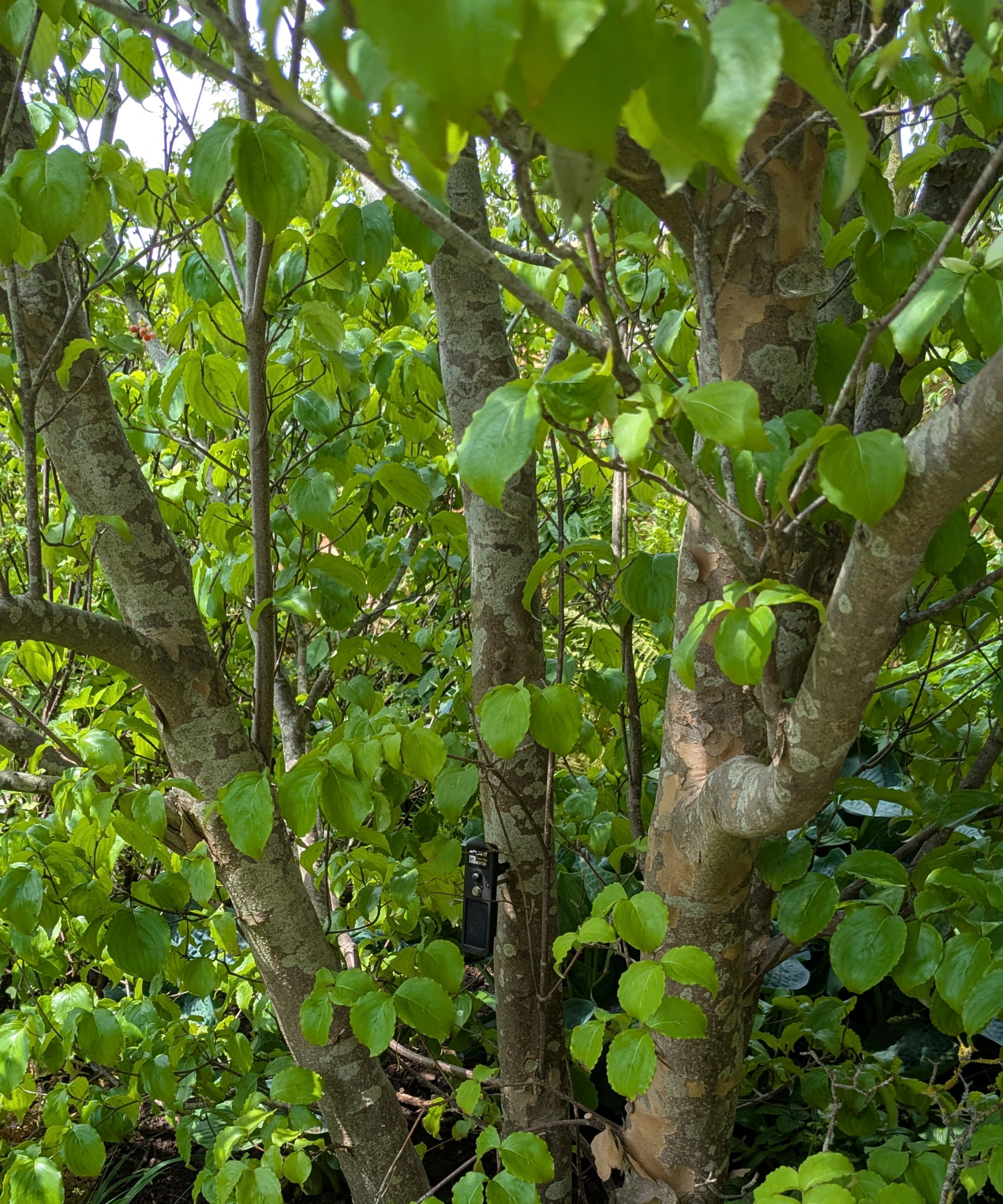 A sensor on a tree on the Avanade Intelligent Garden at Chelsea Flower Show