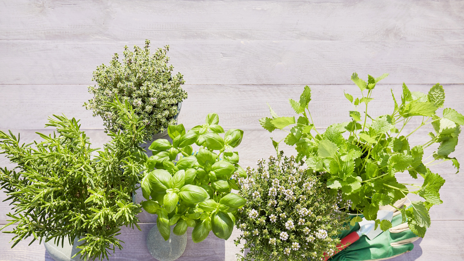 Still life of potted fresh herbs, shovel and garden gloves on wooden background