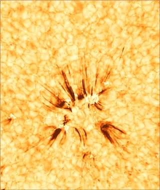 Satellite footage shows several spicules (seen here are black streaks) bursting out of the sun following a magnetic clash at the star's surface.