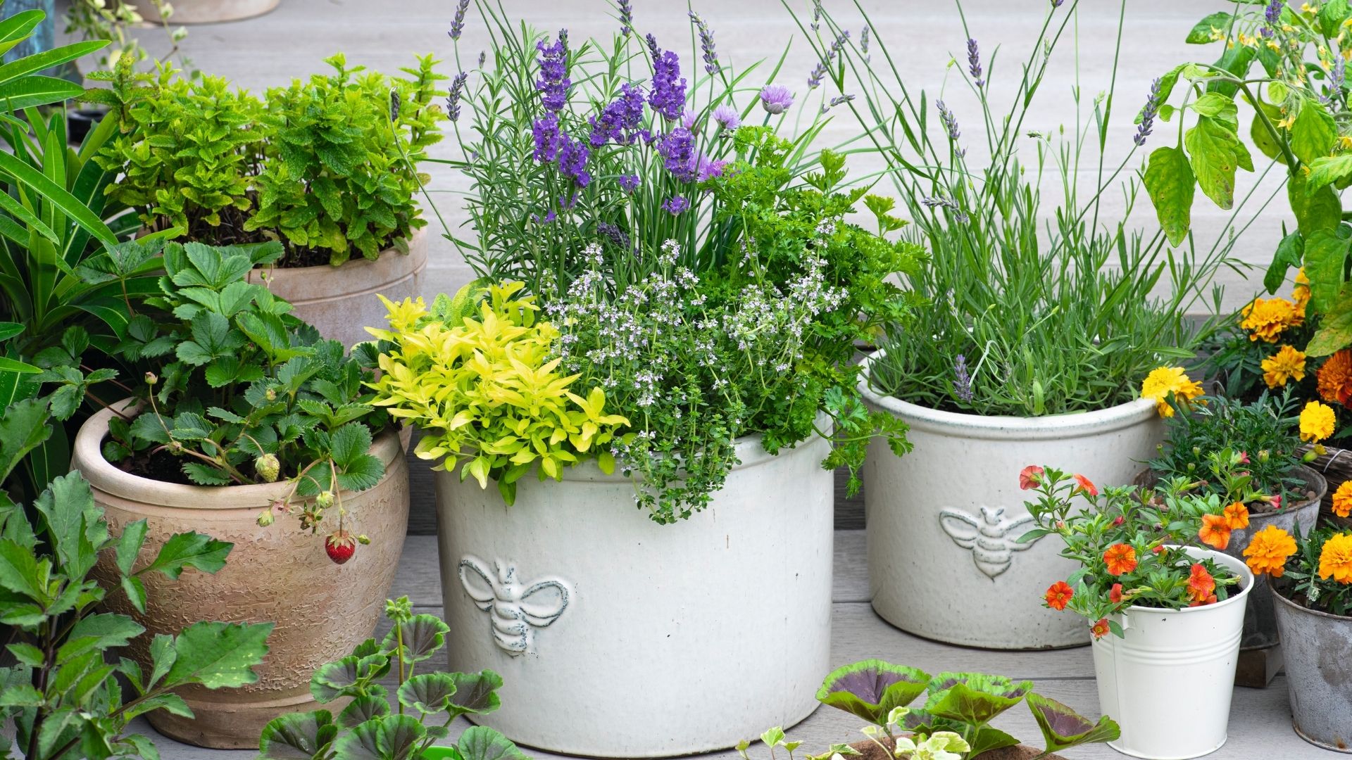 picture of potted plants on patio