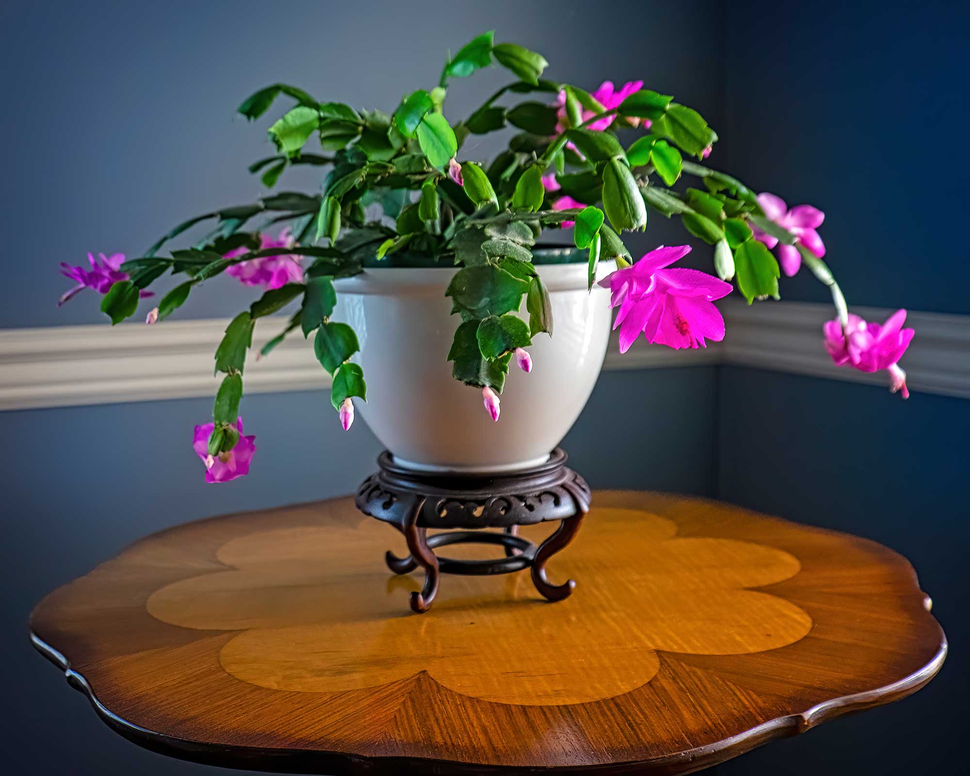 How to make a Christmas cactus bloom expert flowering tips Gardeningetc
