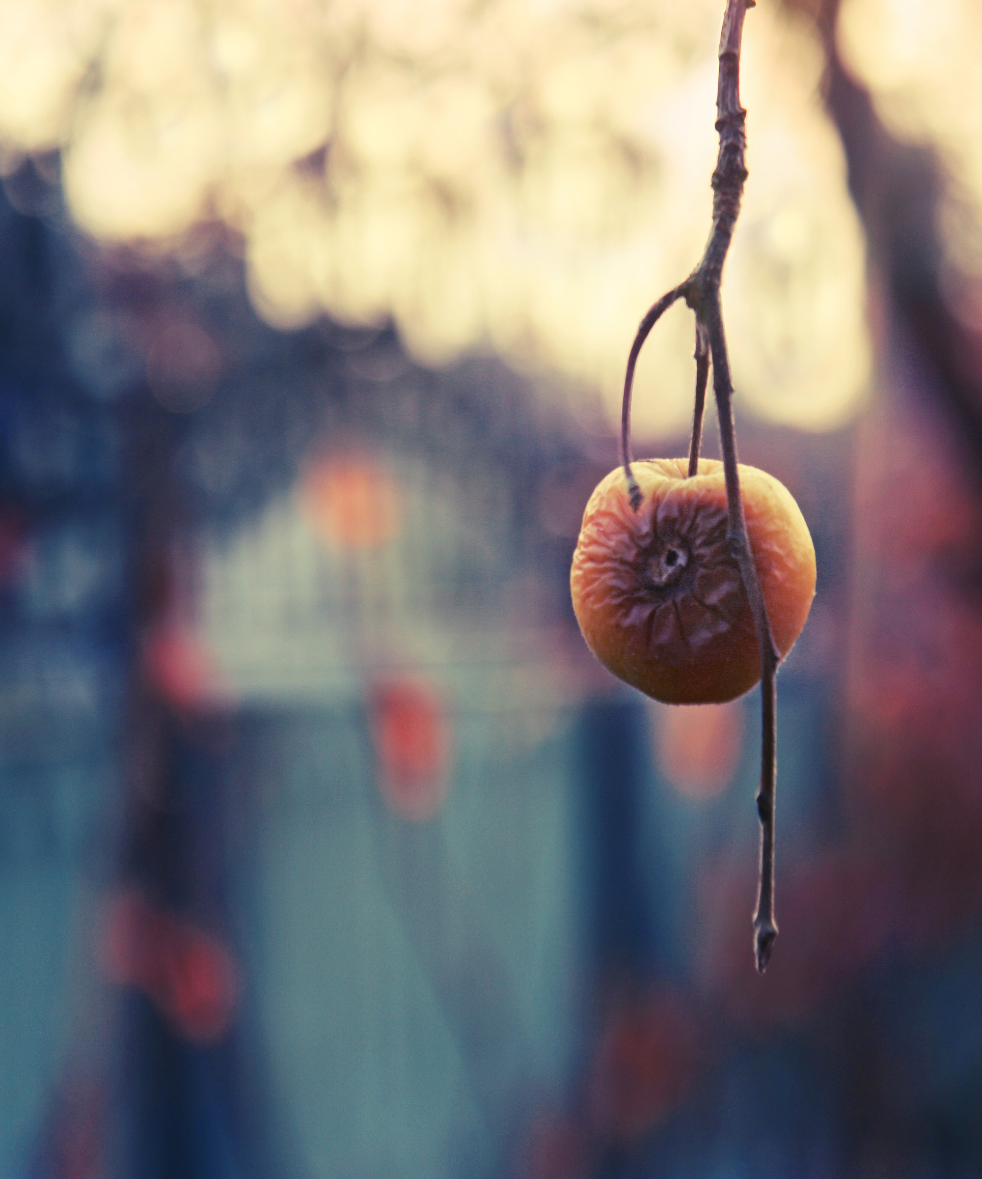 An old, dry apple mummy hanging on tree in winter