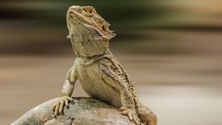 Bearded dragon sitting on a rock 