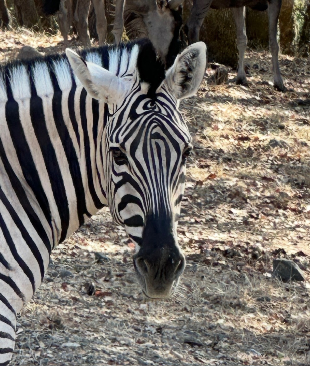 Zebra