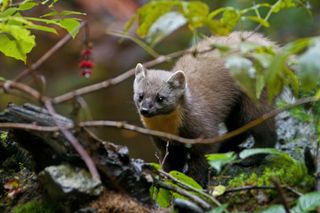 European pine marten (Martes martes) in forest.