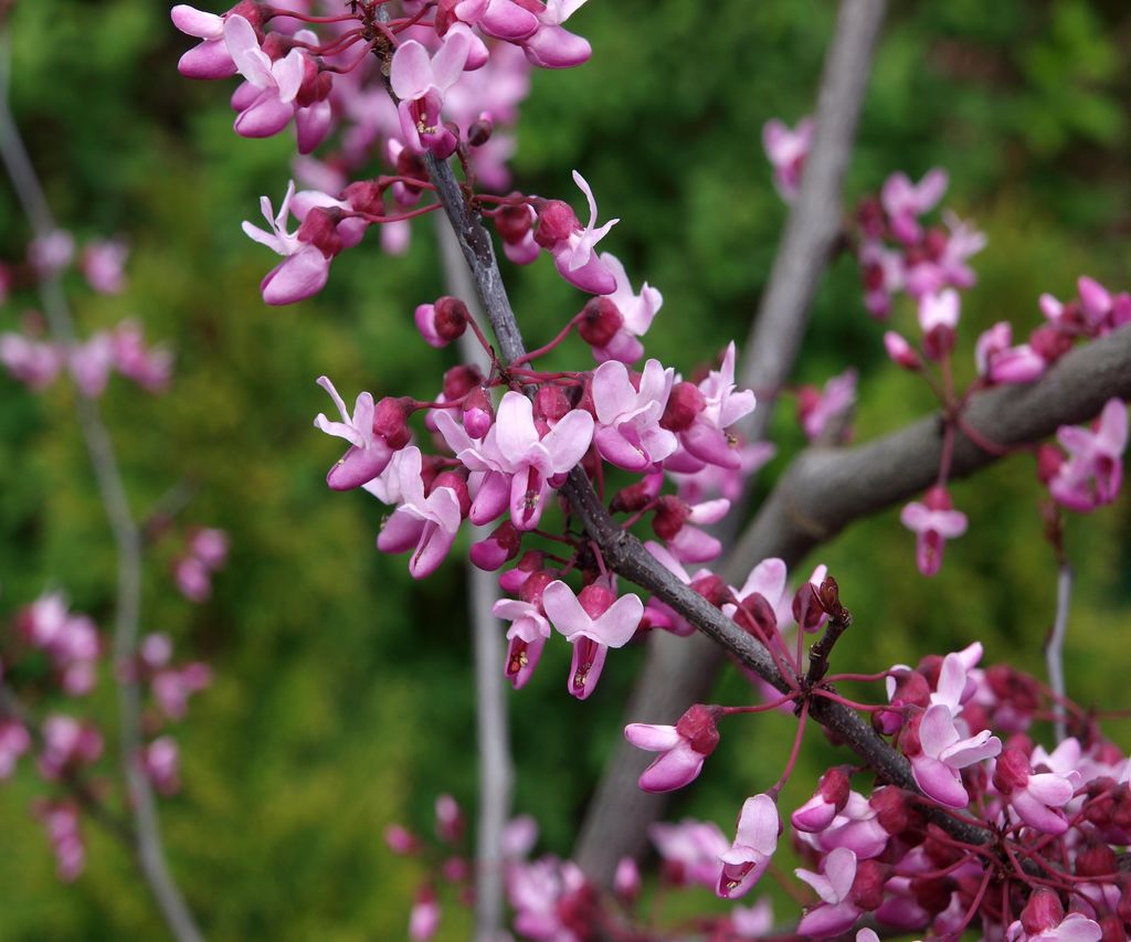 12 of the best statement trees to bring drama to your yard | Homes and ...