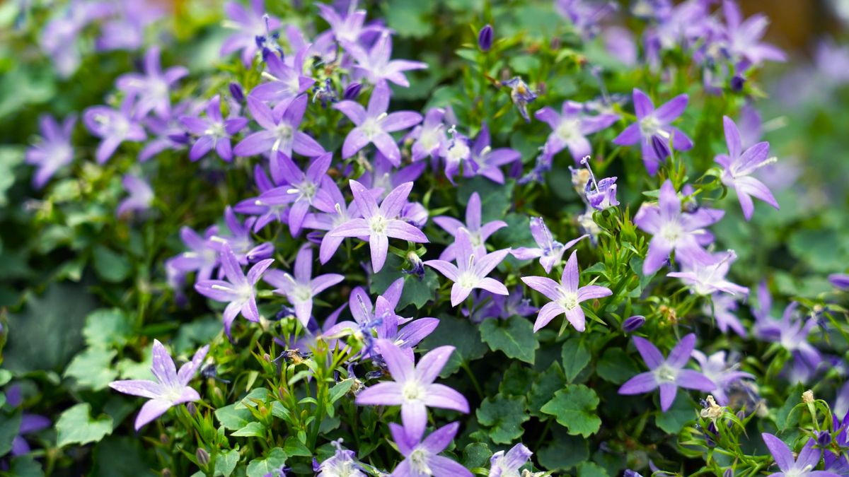 Glorious Groundcover is the Soil-Cooling Secret to Blooming Borders This Summer