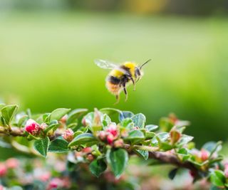 Fuzzy bee flies away from flowering branch