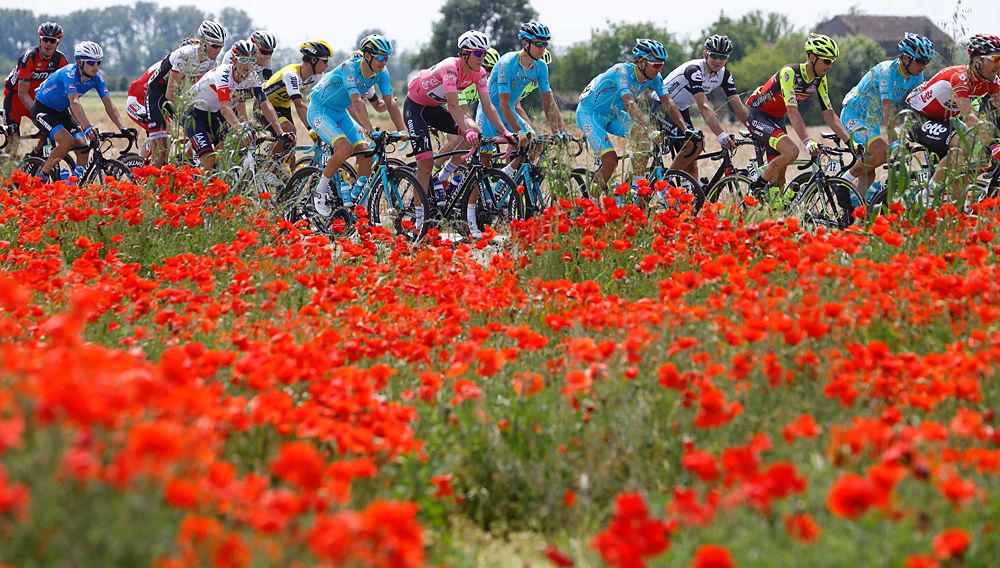 Luxembourg's rider Bob Jungels (C) of Etixx - Quick Step wearing the Pink jersey of the overall leader, rides past a field of poppies with the peloton during the 11th stage of the 99th Giro d'Italia