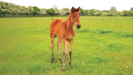 A small bay foal in a grassy field with trees along the fence line behind.