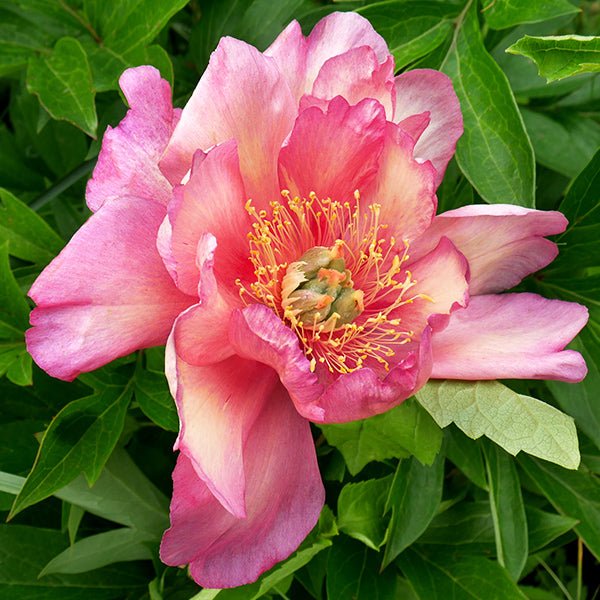 Julia Rose Itoh Peony - #2 Container