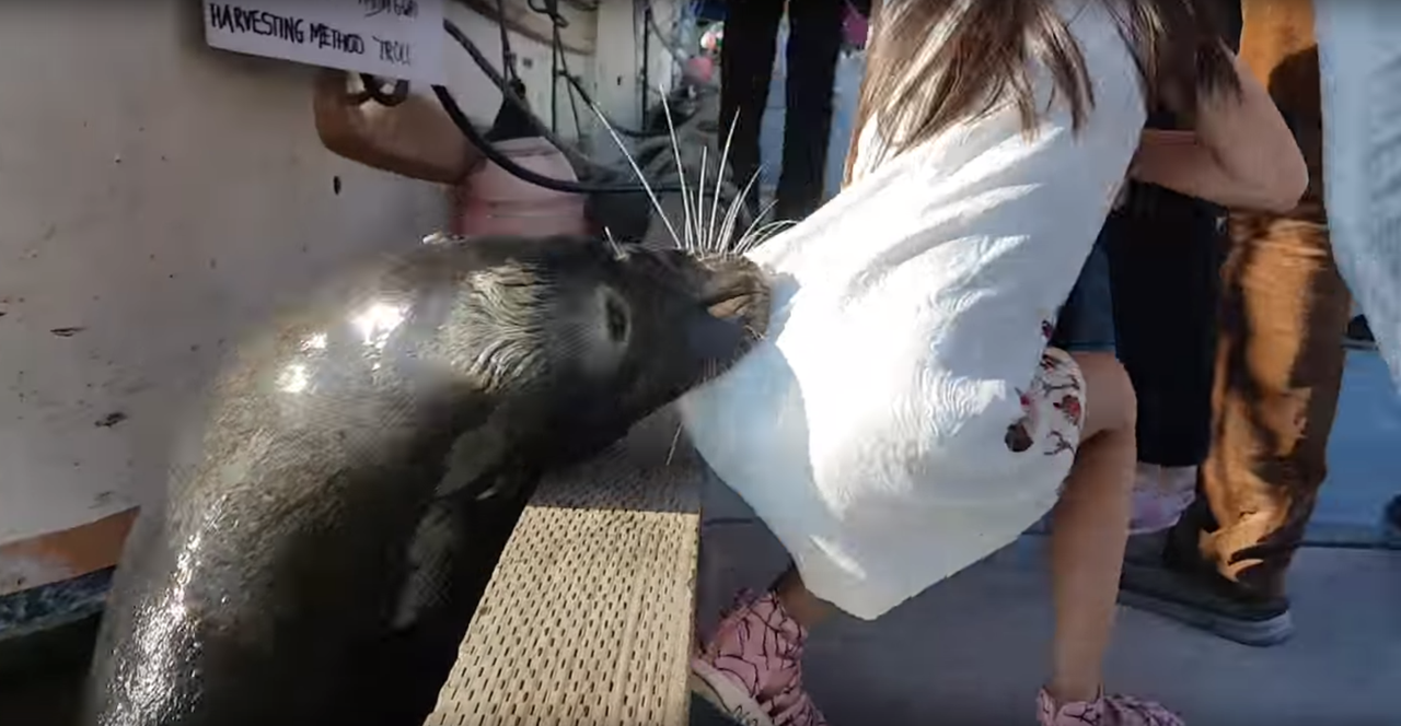 Sea Lion attack.