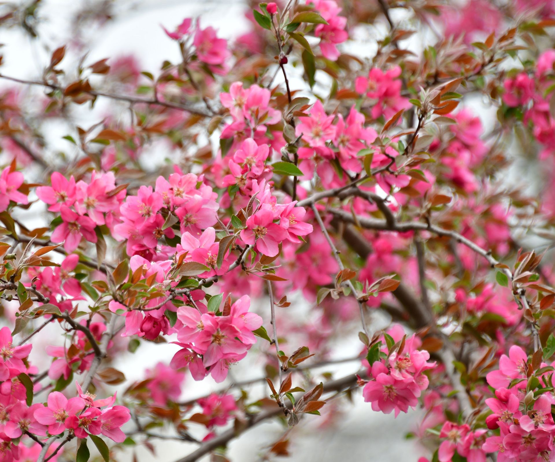 crabapple tree showing bright pink flowers