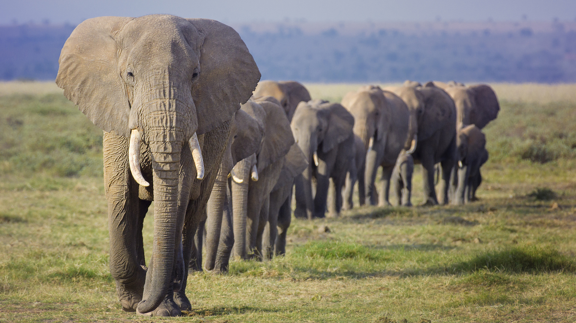 A photograph of a herd of elephants marching in a line on the savannah.