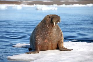 A walrus on an ice flow