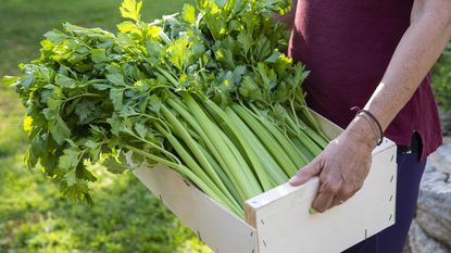 A fresh harvest of celery bunches carried in a crate