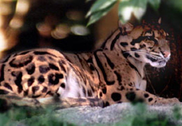 Clouded Leopard Subspecies Extinct in Taiwan | Live Science