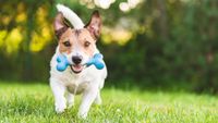 Dog running towards camera with chew toy in mouth