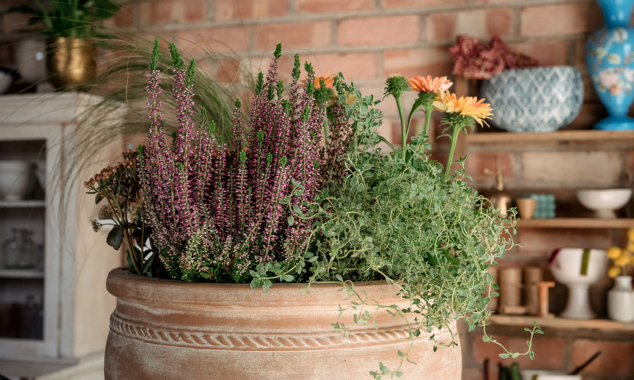 Large terracotta pot full of fall plants, heather and thyme