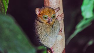 Borneo tarsier