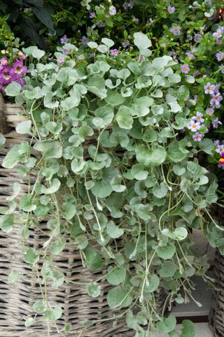 best plants for hanging baskets: silver falls foliage