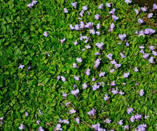 foliage and small purple flowers of mazus reptans ground cover plant