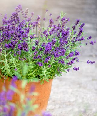 lavender growing in small terracotta pot