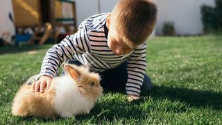 Rabbit noises explained - young boy stroking a rabbit