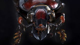 an american burying beetle close up face on