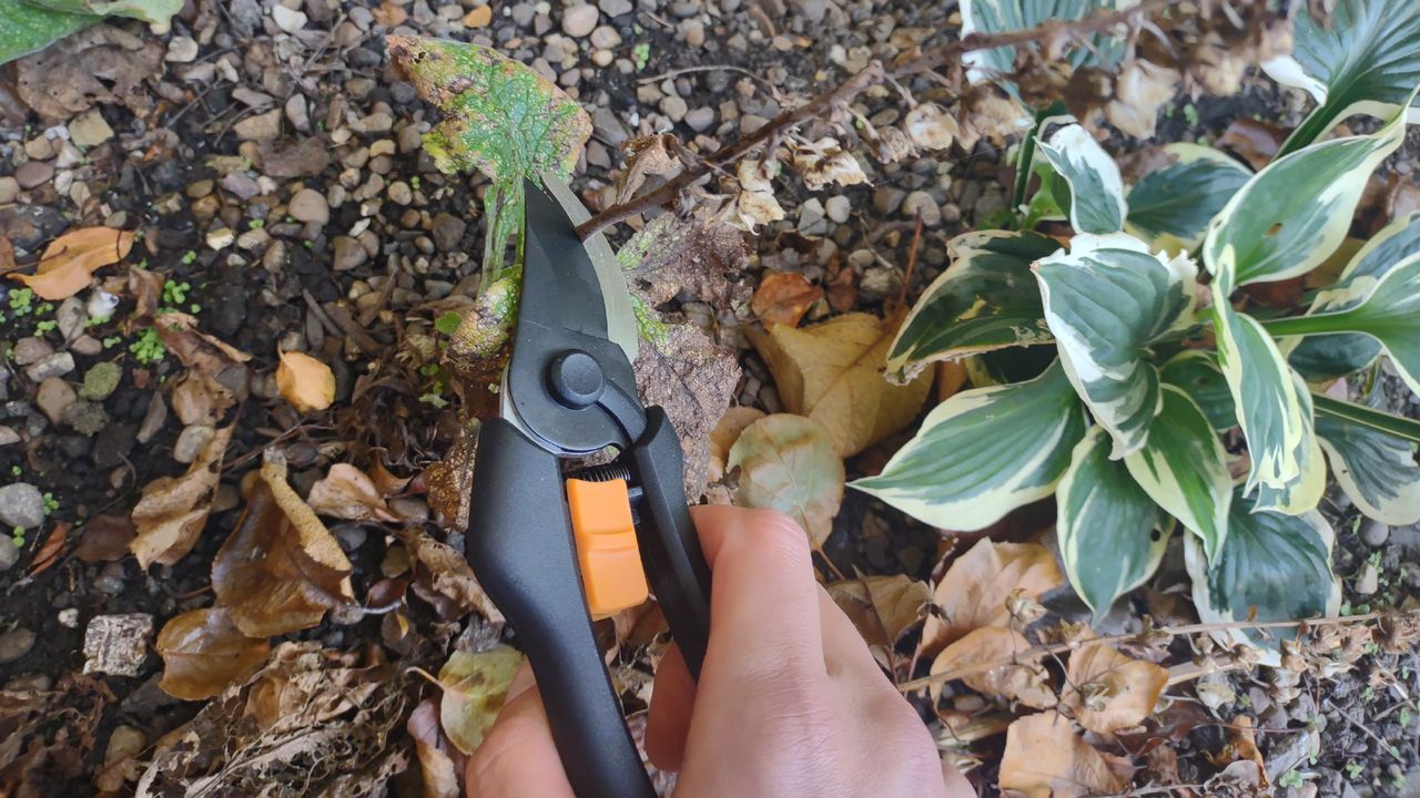 Fiskars SmartFit Bypass Pruners, cutting a plant stem.